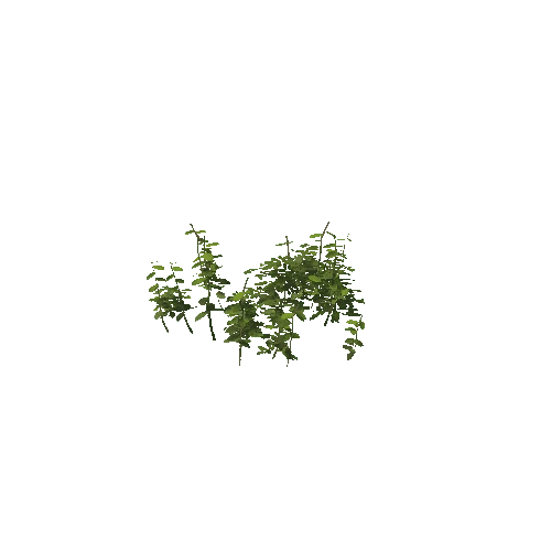 Plant 57_LOD_2